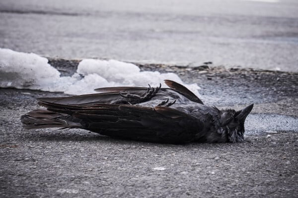 PEST CONTROL ROYSTON, Hertfordshire. Services: Dead Animal Removal. Efficient Dead Animal Removal Services in Royston